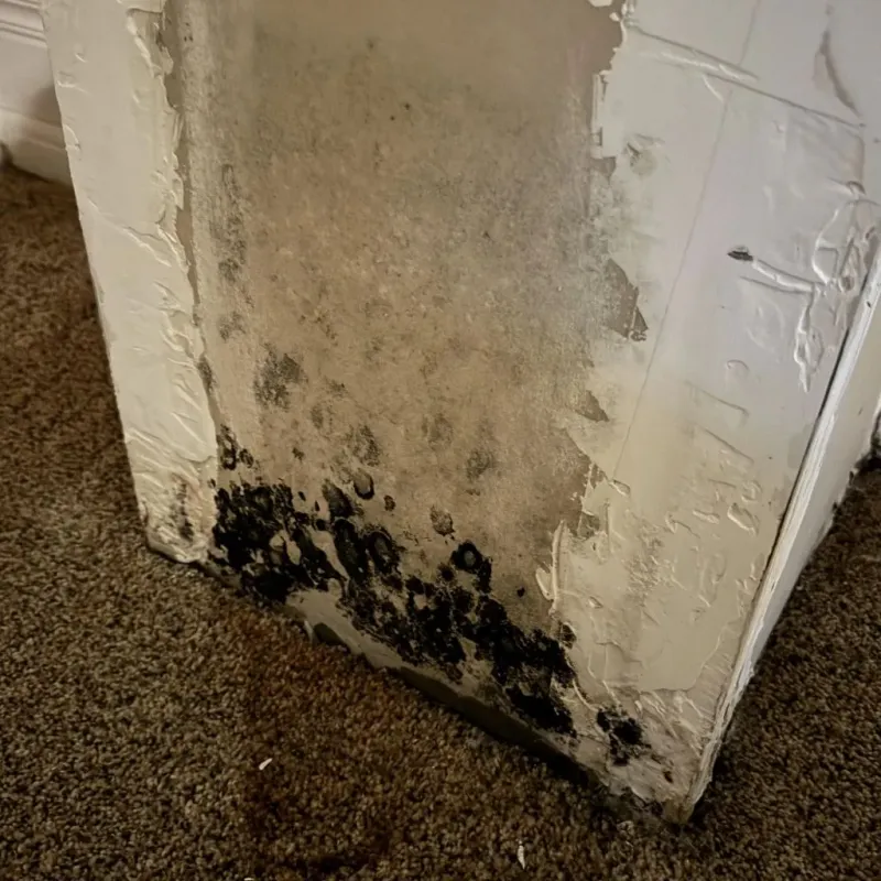 Professional Mold Removal in Dover, AR